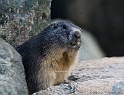 Marmotte 4603_wm